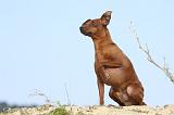 PINSCHER NAIN 049
